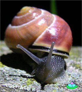 Schnecke