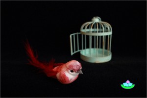 bird and cage